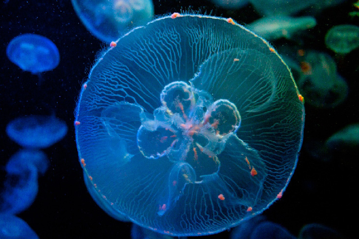 aquarium de biarritz