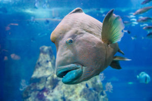 aquarium de biarritz