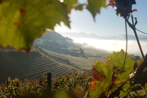 cave irouléguy-visite-vignes-st etienne de baigorry