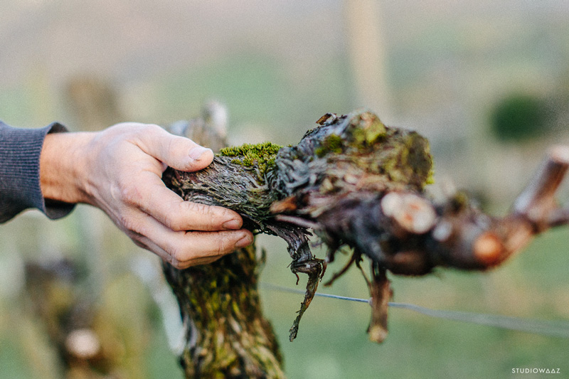 cave irouléguy-visite-vignes