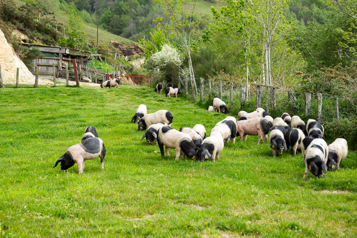 Le porc noir basque Kintoa en pleine renaissance