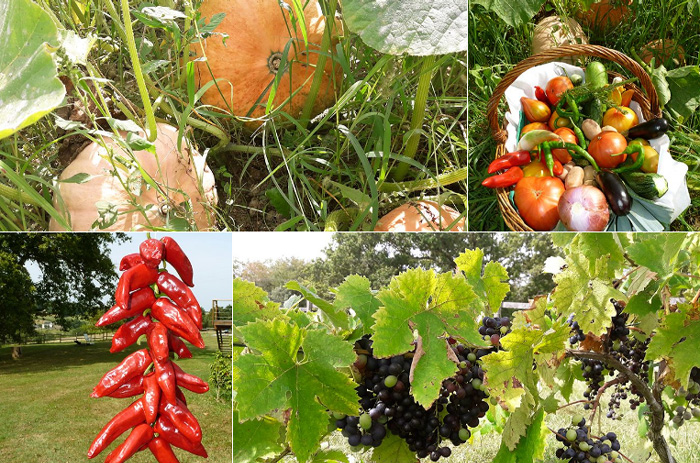 maison Azkena-table d'hôtes-potager