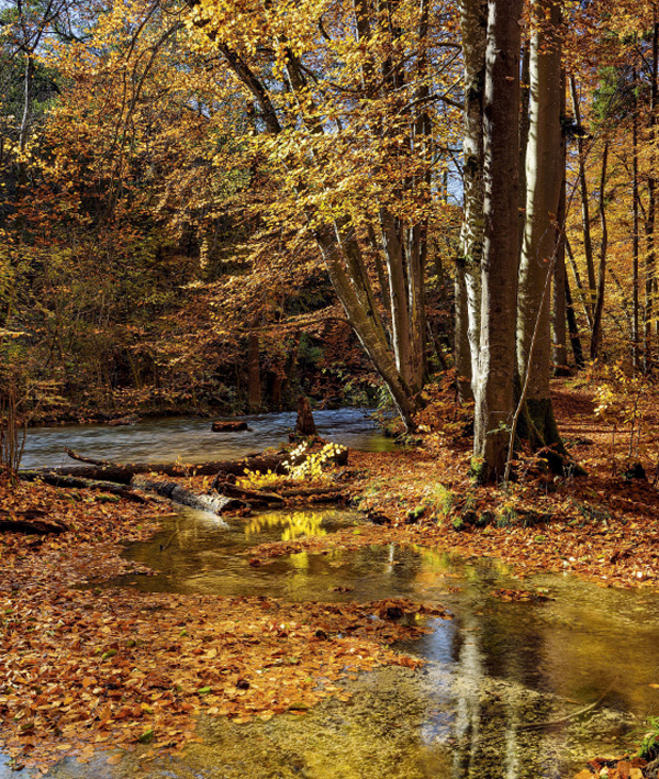 Chalets Iraty- forêt couleurs automne