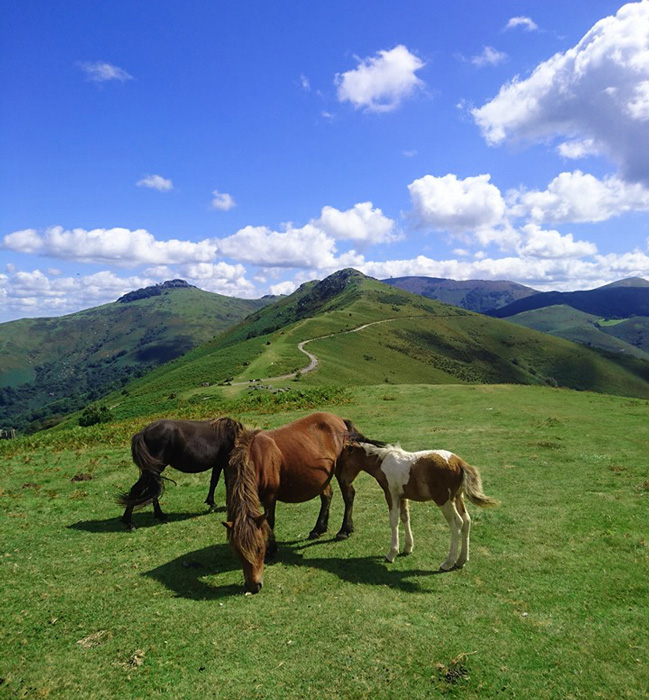 Pottoks-Rhune-Pays Basque en septembre-Gérald berry