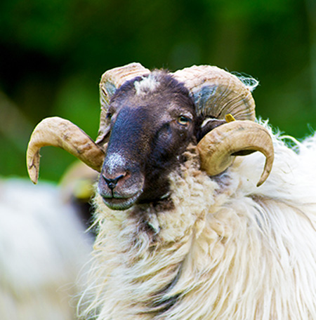 Brebis Manech noire-pays basque-Ossau-Iraty