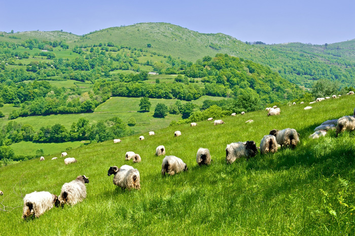 Route du Fromage-Ossau Iraty-Pays Basque