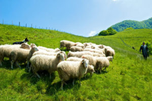 Route du Fromage-Ossau iraty-Pays basque