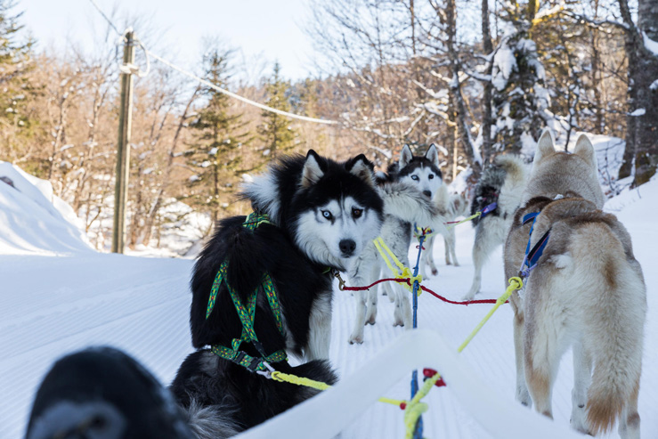 La Pierre St Martin-chiens de traîneaux-Nordic'espace