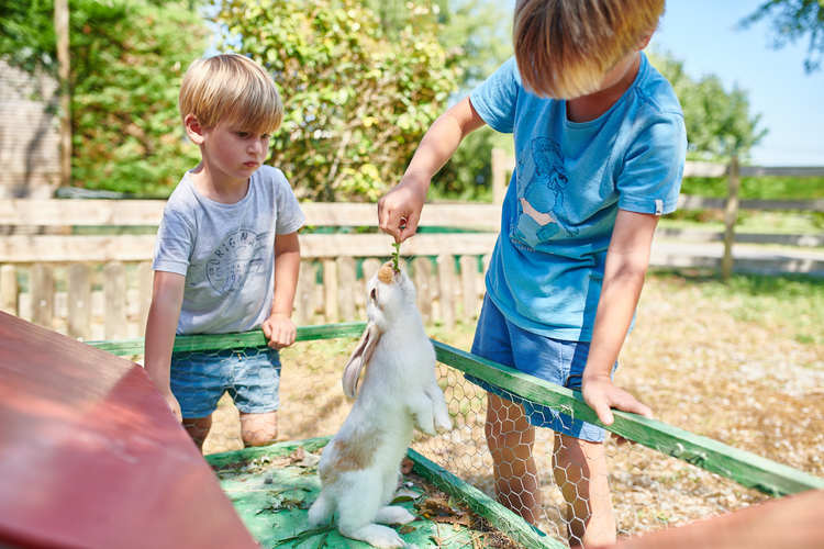 Camping ferme 4 chênes