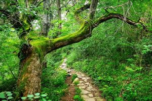 marche-des-sorcieres-randonnee-foret-sare