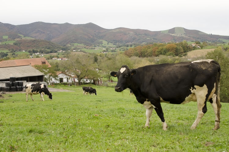 Fromagerie des aldudes