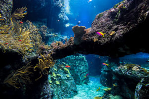 Aquarium de Biarritz