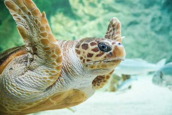 Aquarium de Biarritz