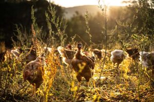 aldabia-poulet-nature