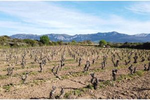 clos-ibai-vignoble-vigne