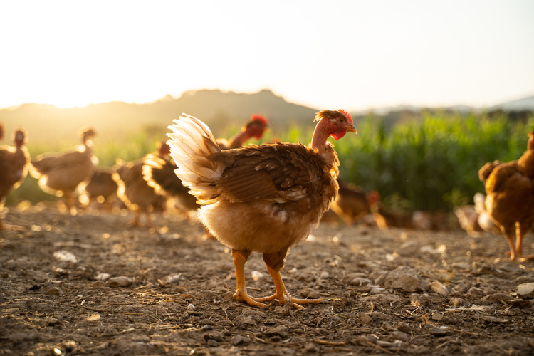 poulet-aldabia-baserri-nature