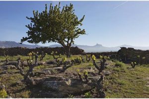 gonzalez-ayala-cave-vigne-rioja