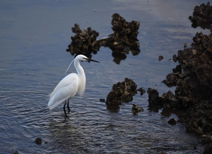 aigrette-garzette.