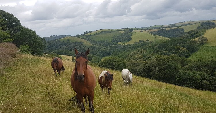 cheval-nature-pre