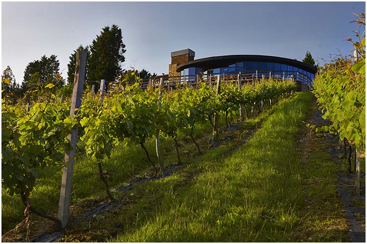 vignoble-pays-basque-espagnol