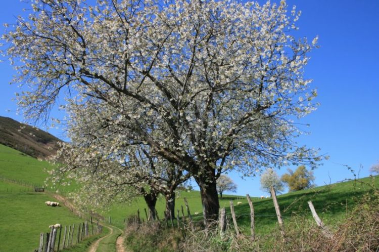 chemin-vers-atharri