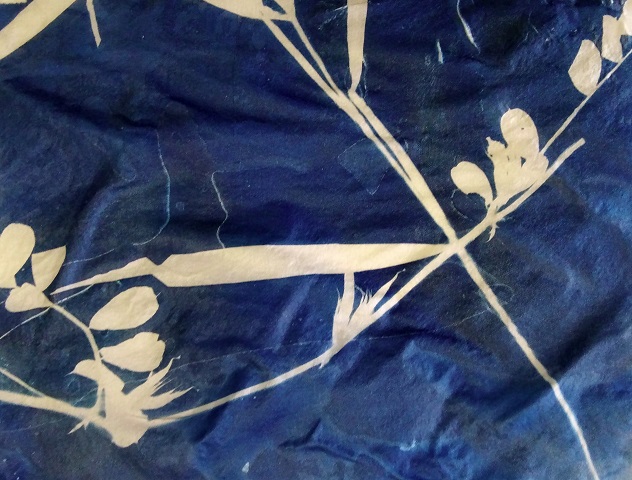 exemple_cyanotype_millot_typo3