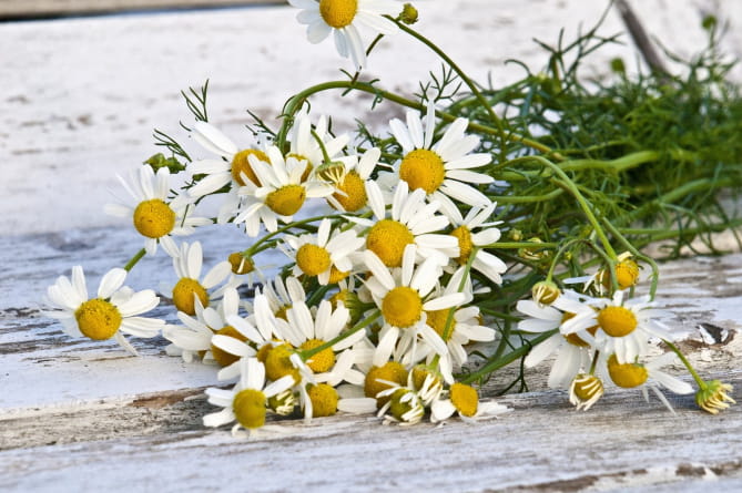 marguerite-bouquet