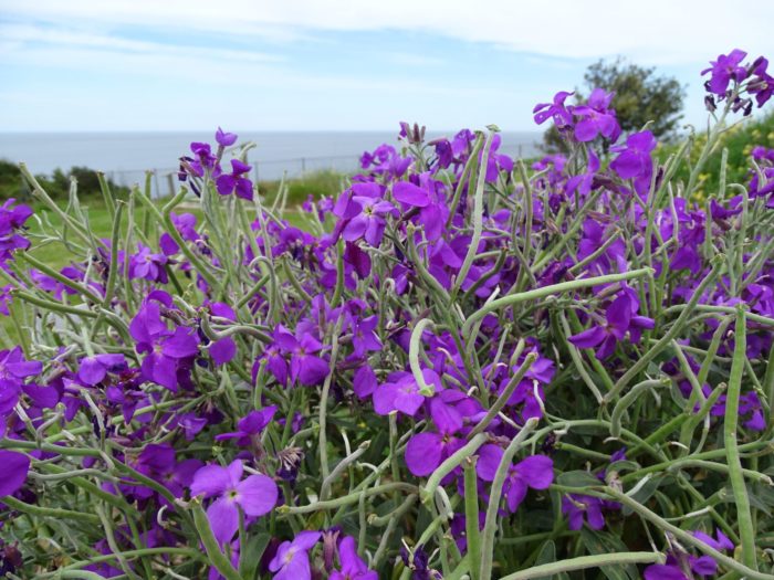 jardin-botanique-fleur-violette-littoral