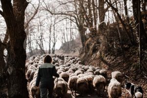 komeiteko-borda-eleveur-brebis-pays-basque