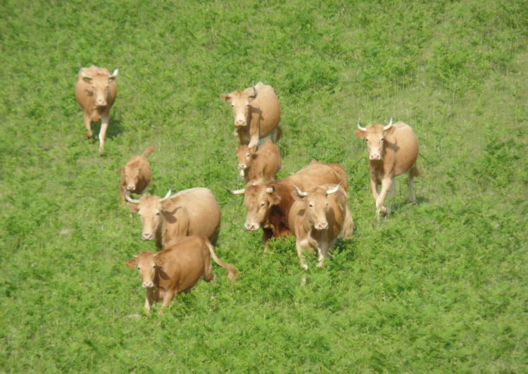 balade-nature-vache-pays-basque