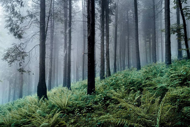 Bois du parc naturel de Pagoeta