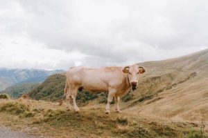 pays-basque-week-end-8-mai