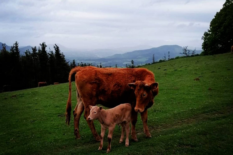 Vaches dans le parc naturel de Pagoeta