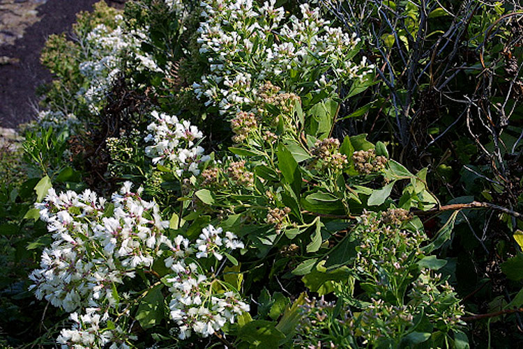 Baccharis a feuille d'arroche plante envahissante pays basque