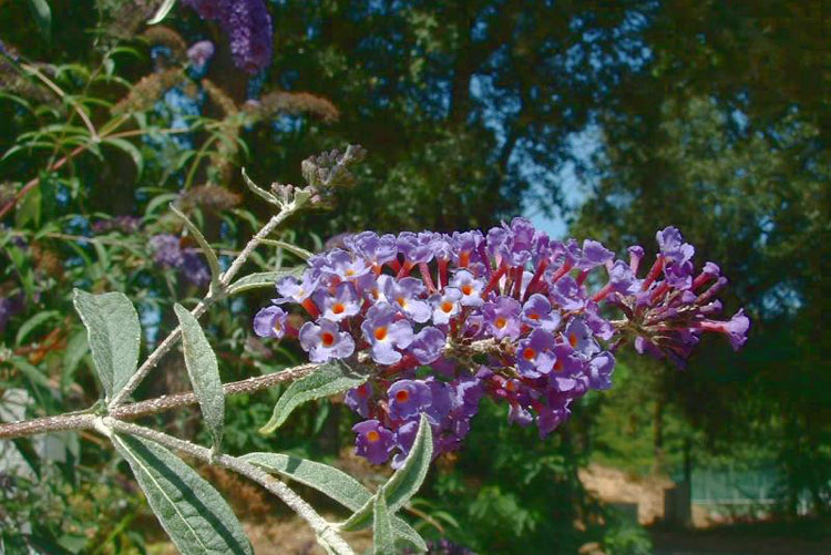 buddleia du pere david plante exotique pays basque