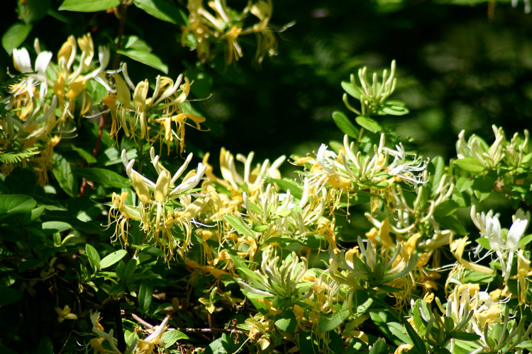 Chèvrefeuille plante exotique