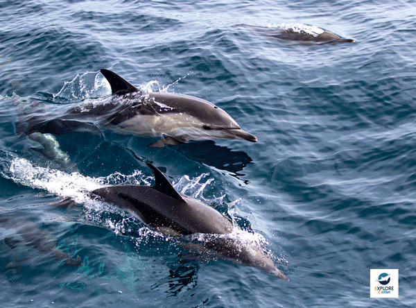 explore-ocean-observation-dauphins