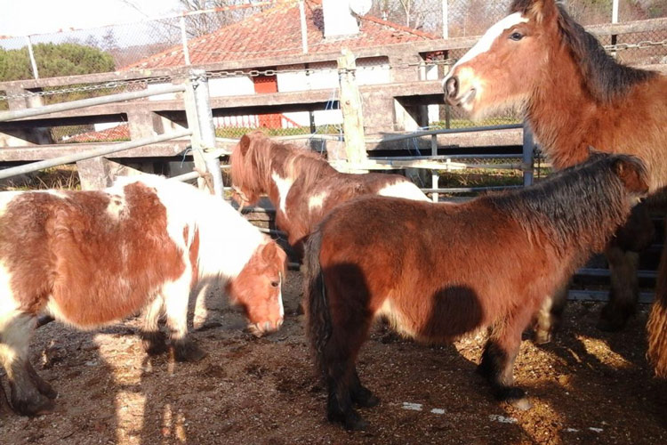 foire aux pottoks espelette pays basque week-end 29 janvier