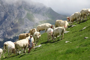 ferme-ibarinia-transhumance-vaches