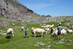 ferme-ibarnia-quartier-estive-parc-national-pyrenees