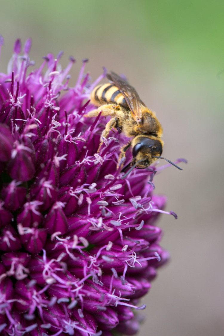 abeille butinant une fleur