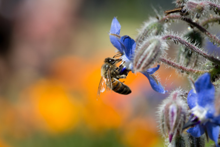 abeille butinant une fleur