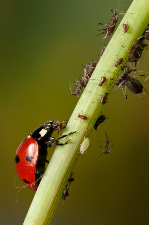 insectes sur une tige