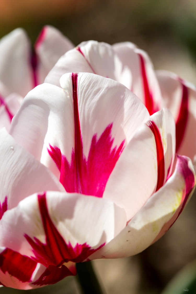 fleurs plantées par L'Échappée verte