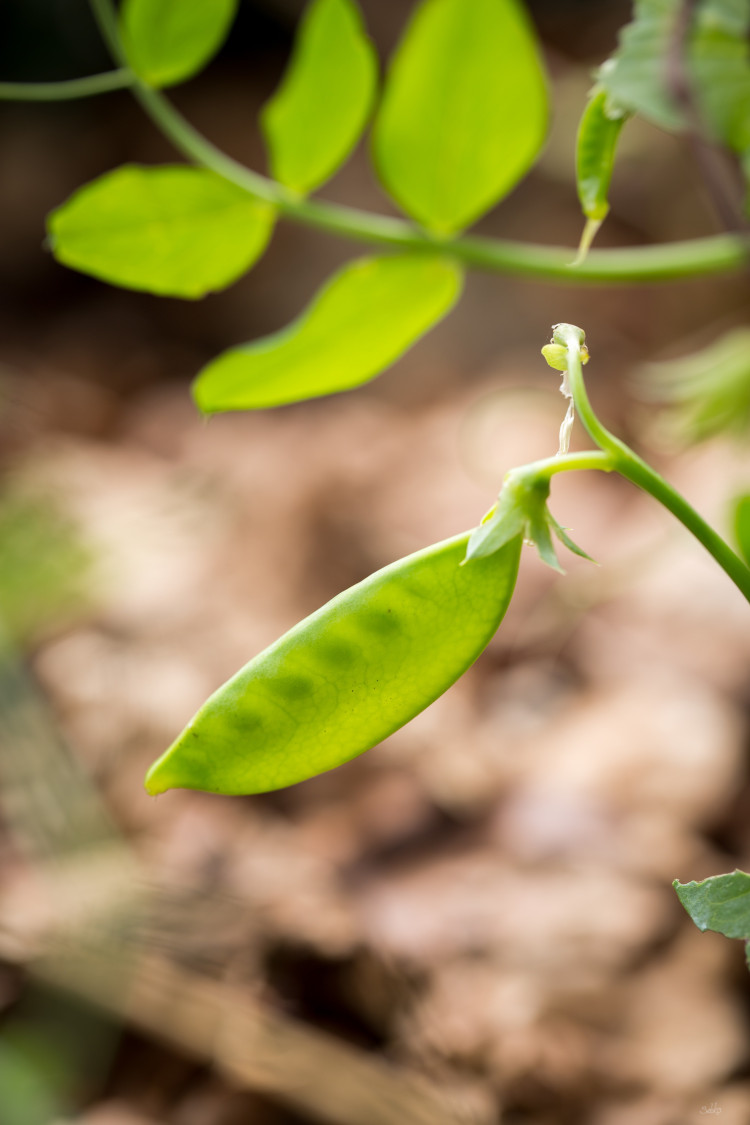 pois plantés par L'Échappée verte