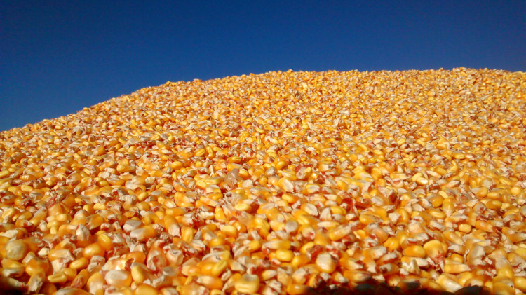 maïs grain