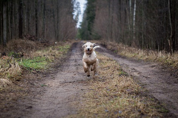promenade-foret-pays-basque-chien-dog-friendly