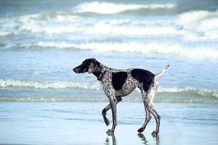 promenener chien plage vague pays basque