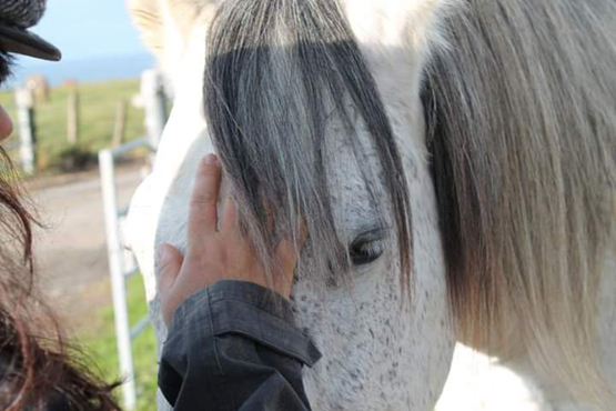 carole-nogueira-comportementaliste-equin-saddle-fitter-pays-basque
