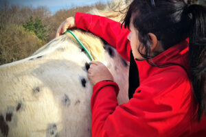 carole-nogueira-saddle-fitter-st-jean-de-luz